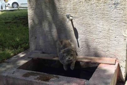 Sıcaktan bunalan sokak kedisi tarihi çeşmenin altında serinlemeye çalıştı