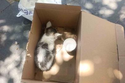 Siirt’te reklam panosuna sıkışan yavru kedi AFAD ekiplerince kurtarıldı