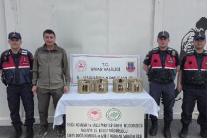 Sivas’ta usulsüz ele geçirilen 4 keklik doğaya salındı