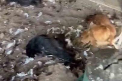 Sokak köpekleri kümese girdi, 30 tavuk telef oldu