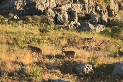 Tarihi Harput’ta dağ keçileri görüldü