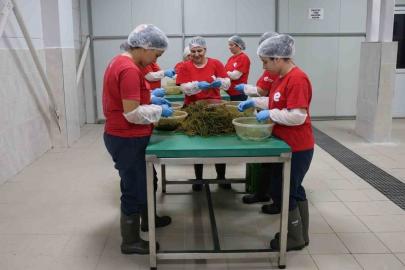 Tarımsal Ürün Fabrikası ile kadınlar üretiyor Efeler kazanıyor