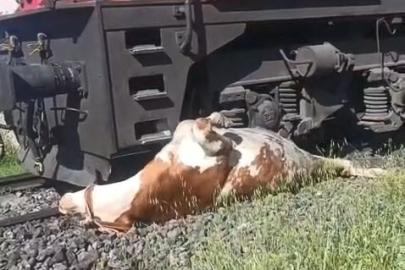 Tren çarpması sonucu raylara sıkışan ineğin telef olmaması için saniyelerle yarıştılar