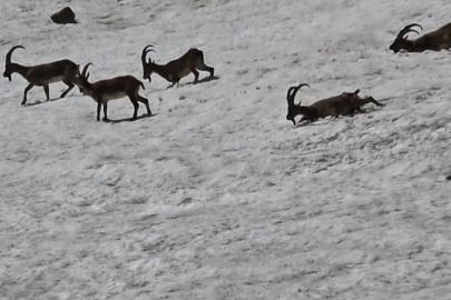Tunceli’de dağ keçileri ve ayılar aynı bölgede görüntülendi
