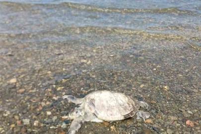 Ula’da sahilde Caretta Caretta bulundu