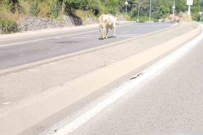 Ümraniye’de cadde ortasında başıboş inek görüntülendi