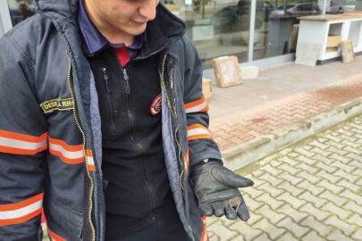 Yaralı yarasa koruma altına alındı