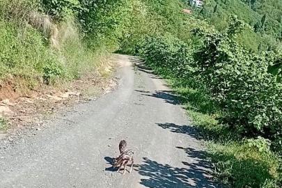 Yolda gördüğü karaca yavrularına Arçil ve Şota adını verdi