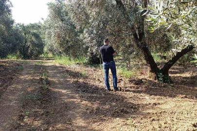 Zeytin sineğine karşı entegre mücadele çalışmaları hız kesmeden devam ediyor