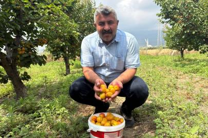 Ziraat mühendisinin tavsiyesiyle diktiği kayısıdan 6 yıldır ürün alıyor
