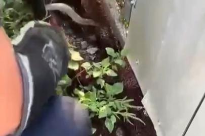 Ağa dolanarak mahsur kalan yılanı itfaiye kurtardı
