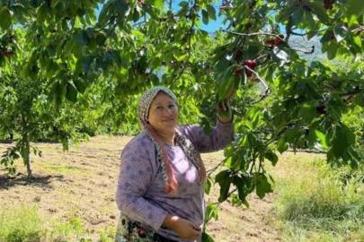 Andırın’da Çığşar kirazında hasat başladı