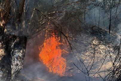 Ankara’da ağaçlık alanda çıkan yangın söndürüldü