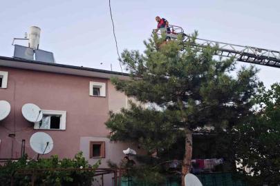 Apartman çatısında mahsur kalan kedi itfaiye ekiplerince kurtarıldı