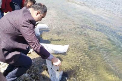 Aslanapa Kureyşler Göleti’ne 140 bin sazan yavrusu bırakıldı