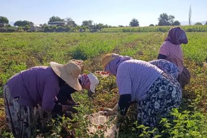 Aydın’da 12 bin 94 dekarda domates hasadı sürüyor