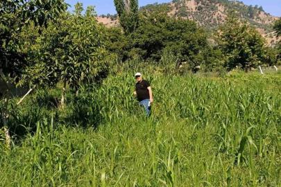 Aydın’da sorgum otu ekili alanlar kontrol edildi