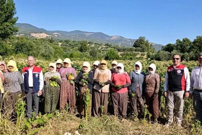 Aydın’da tütün üretiminin merkezi Karacasu’da kırım başladı