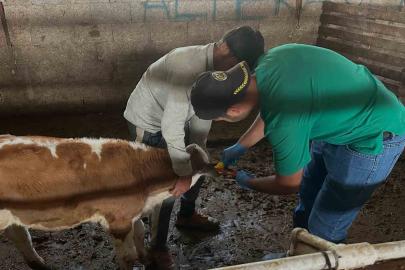 Aydıntepe’de ikinci tur buzağı küpeleme ve aşılama çalışmaları tamamlandı