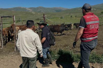 Aydıntepe’de üreticiye 15 ithal angus düve teslim edildi
