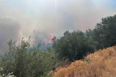 Ayvacık’ta arazi yangını ormana sıçradı