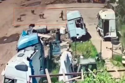 Başıboş köpeklerin saldırısından saniyeler ile kurtuldu