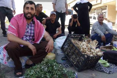 Batman’da doğal şifa mesaisi: Bahçelerden toplanan semizotu hem sağlık hem geçim kaynağı oldu