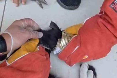 Batman’da yaramaz kedi kafasını tenekeye sıkıştırdı, itfaiye kurtardı