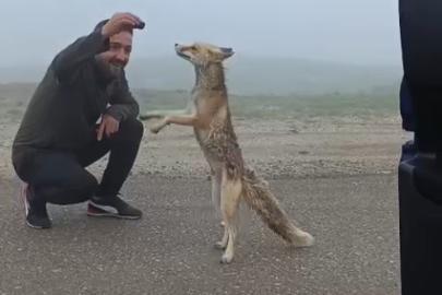 Bayburtlu aile yayla yolunda karşılaştıkları tilkiyi kekle besledi