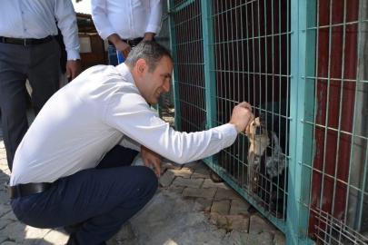 Bayındır’da hayvan bakım evi ve doğal yaşam alanında inceleme