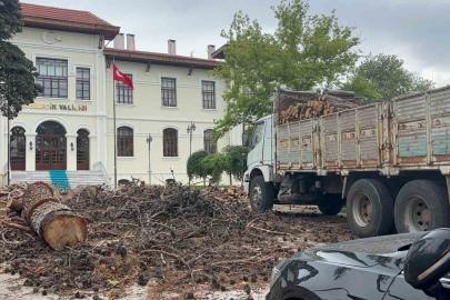 Bilecik Valiliği bahçesindeki dev çam ağaçları kesildi