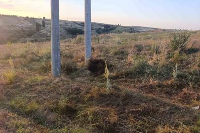 Bilecik’te elektrik akımına kapılan kuş yangına sebep oldu