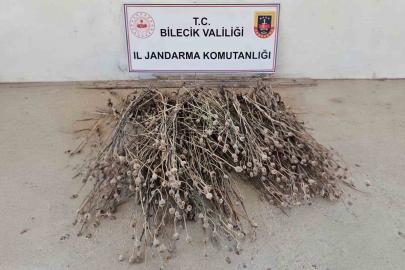 Bilecik’te izinsiz ekilen 136 kök haşhaş ele geçirildi