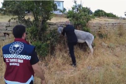 Bingöl’de 68 başıboş hayvan toplandı