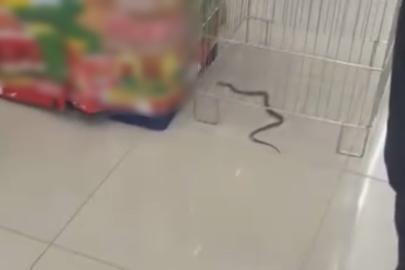 Bolu’da markette yılan paniği: "Şaka sandım"