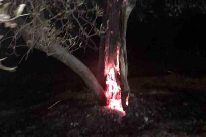 Burhaniye’de ot yangını bekçilerin dikkati sayesinde büyümeden önlendi