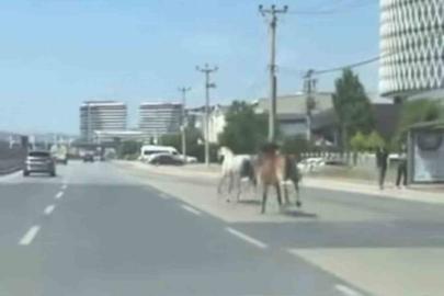 Bursa’da başıboş atlar trafiği tehlikeye attı