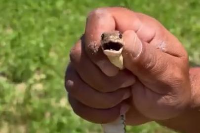 Bursa’da çiftçinin cesareti herkesi korkuttu