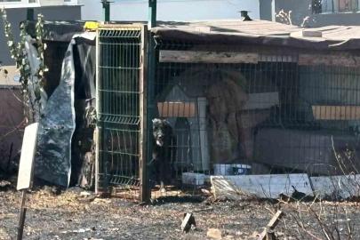 Çanakkale’de yol kenarında çıkan yangında köpek mahsur kaldı