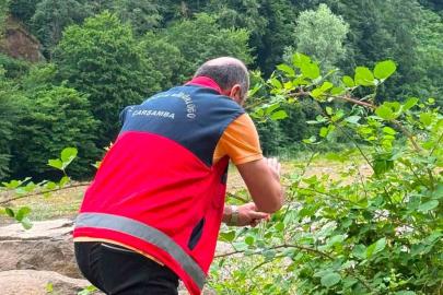 Çarşamba Ovası’nda samuray arıcığı salındı
