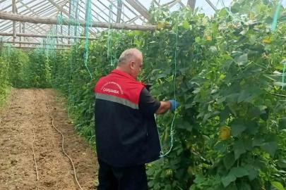 Çarşamba’da hasat öncesi pestisit denetimleri sürüyor