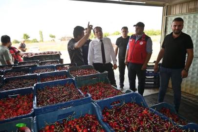 Çay’da kiraz hasadı başladı