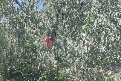 Çıktığı ağaçta mahsur kalan otizmli çocuk itfaiye ekiplerince kurtarıldı
