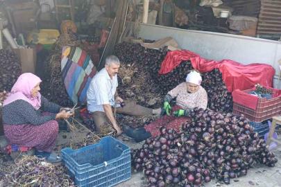 Coğrafi işaretli Kapıdağ mor soğanında hasat tamamlandı