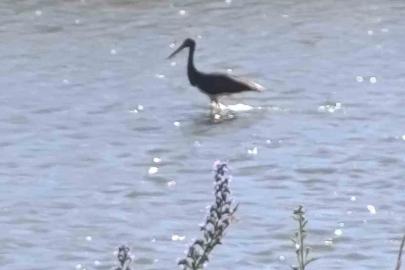 Çoruh Nehri’nde balık avlayan kara leylek kamerada