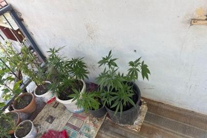 Çorum’da operasyon düzenlenen evden 21 kök kenevir çıktı: 1 gözaltı
