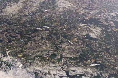 Değirmenaltı Deresi’nde balık ölümleri inceleniyor: Kurumlar seferber oldu