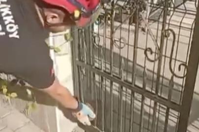 Demir kapıya sıkışan kirpiyi böyle kurtardılar