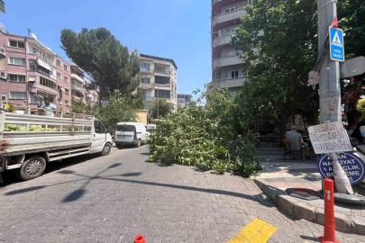 Devrilen ağaç iki araca zarar verdi