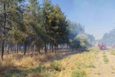 Dicle Üniversitesi yerleşkesinde örtü yangını